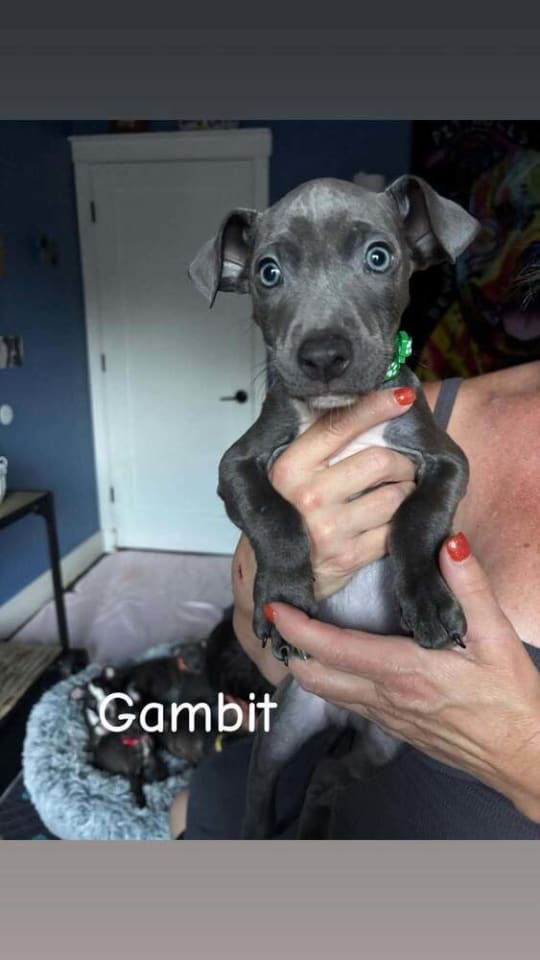 Photo of Gambit (Marvel 7)