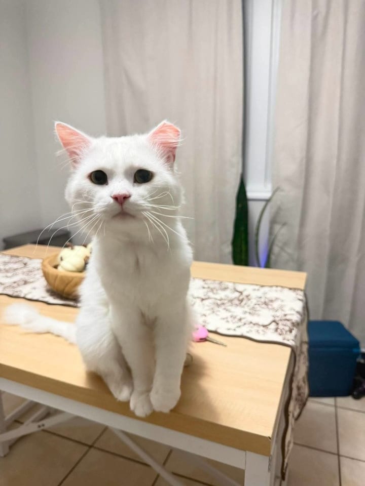 Photo of Casper