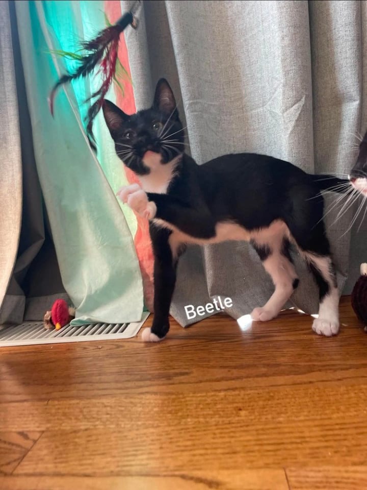 Photo of Beetle