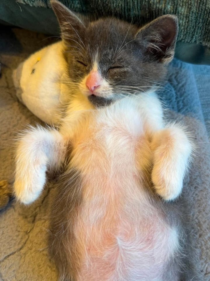 Photo of Knuckles