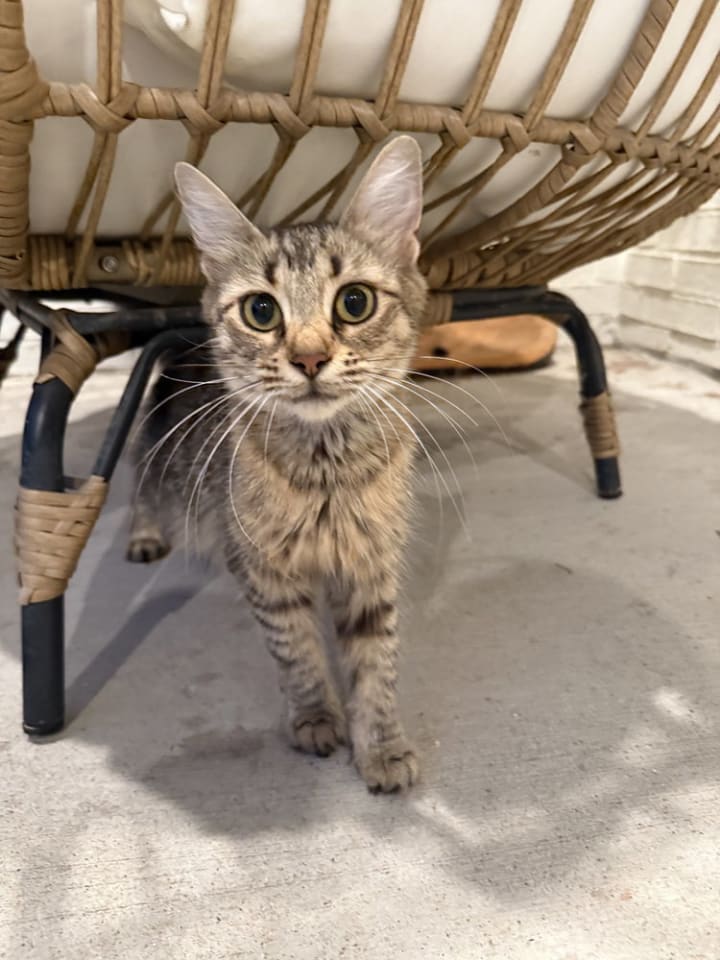 Photo of Miss Kensington