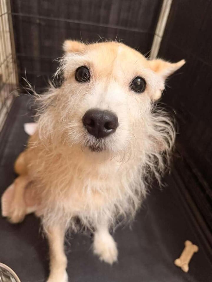 Photo of Piper (AL)