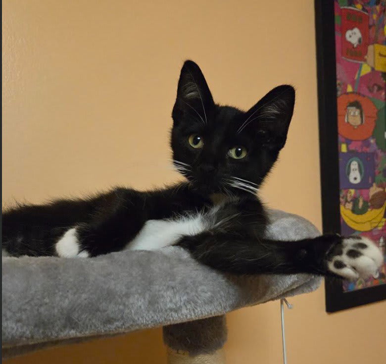 Photo of C339 Litter Oreo