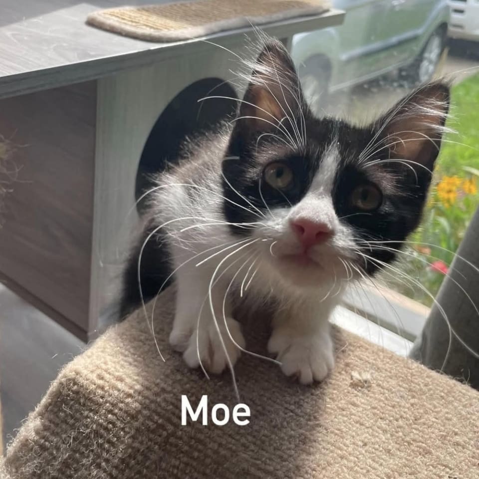 Photo of Moe