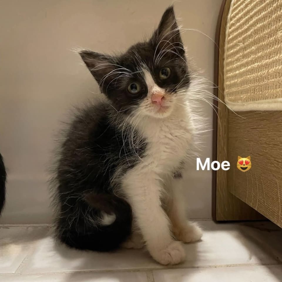 Photo of Moe