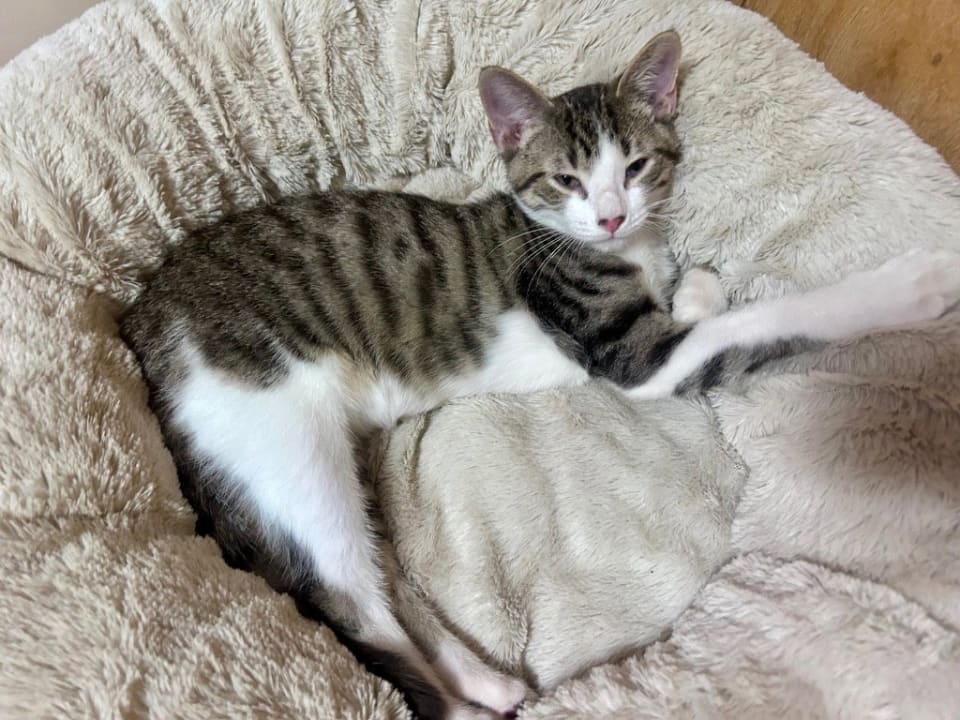Photo of Oliver