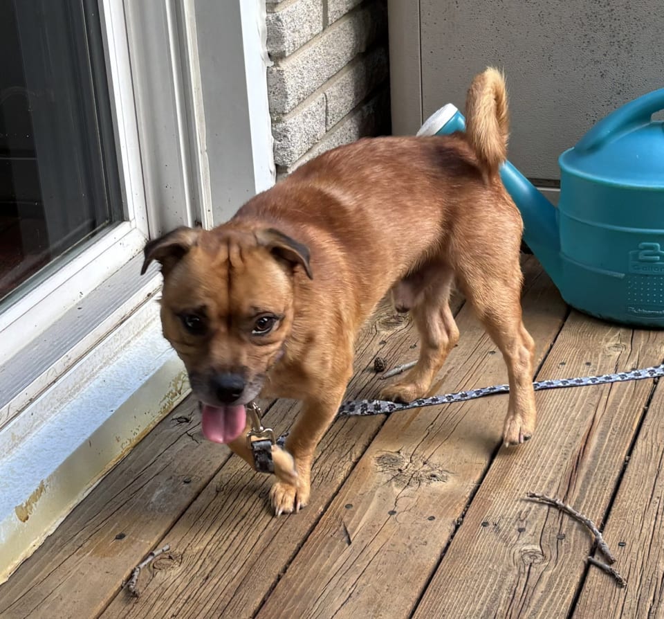 Photo of Peanut