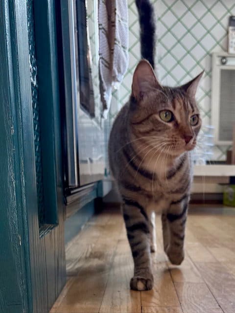 Photo of Sister Cat 2