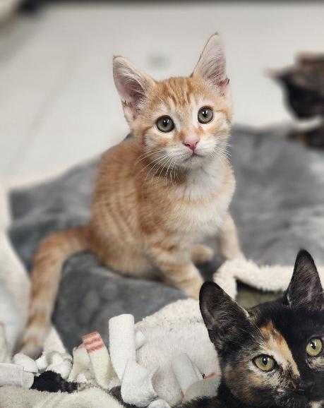 Photo of Kitten 28174 (McLovin)