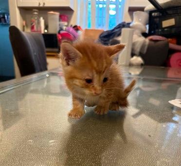 Photo of Kitten 28174 (McLovin)