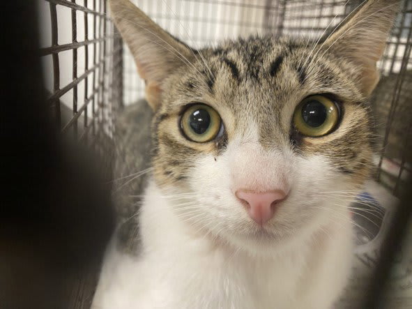 Photo of Cat