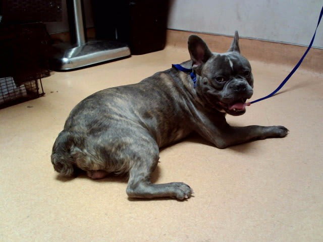 Photo of Dog
