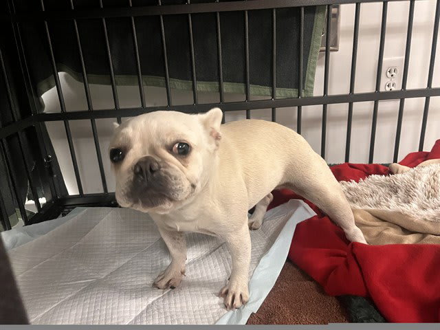 Photo of Dog