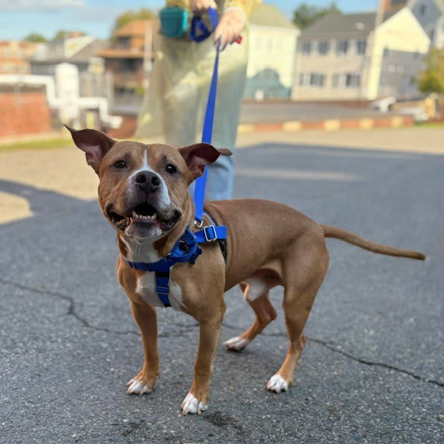 Photo of ROKO