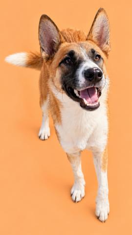 Photo of Dog