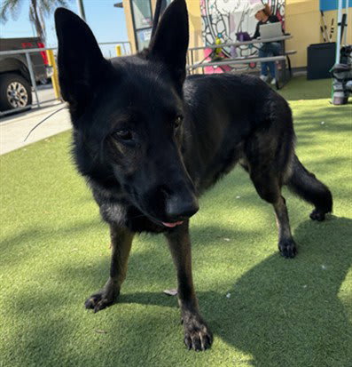 Photo of Dog