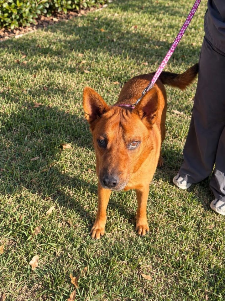 Photo of Rowley - Adopt Me!