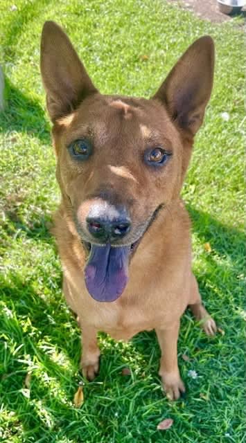 Photo of Rowley - Adopt Me!