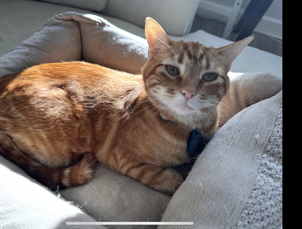Photo of Milo