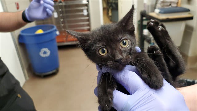 Photo of KAHLUA