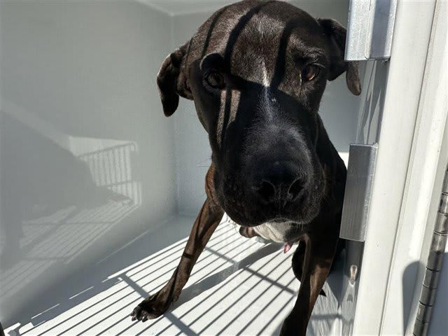 Photo of CHUCHO