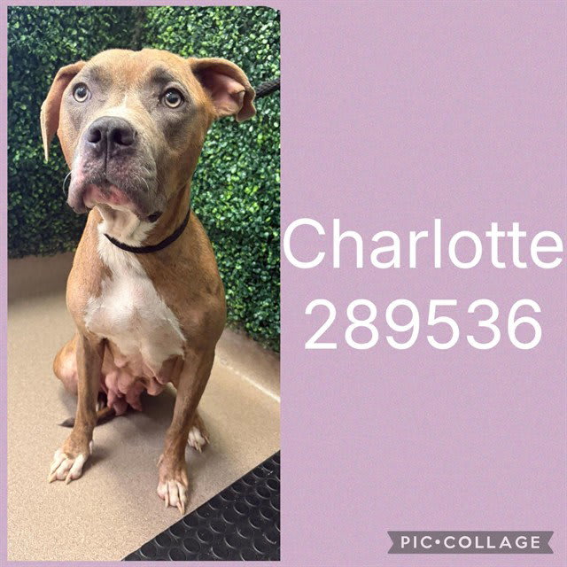 Photo of CHARLOTTE