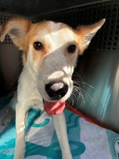 Photo of WALLIE