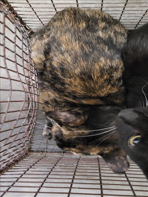 Photo of Cat