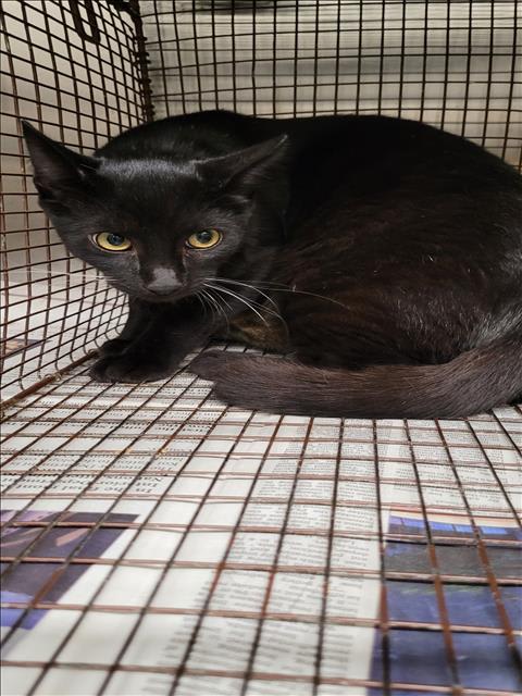 Photo of Cat