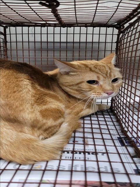 Photo of Cat