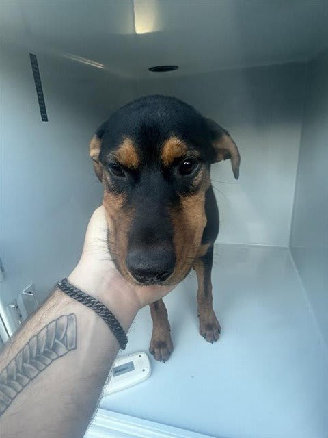 Photo of Dog