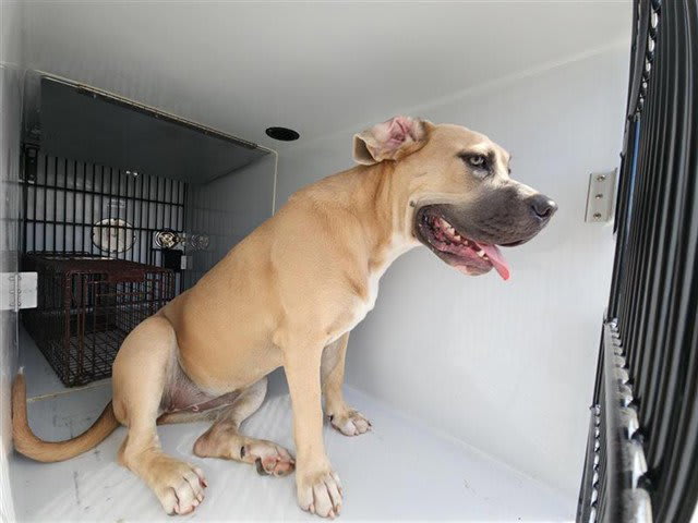 Photo of Dog
