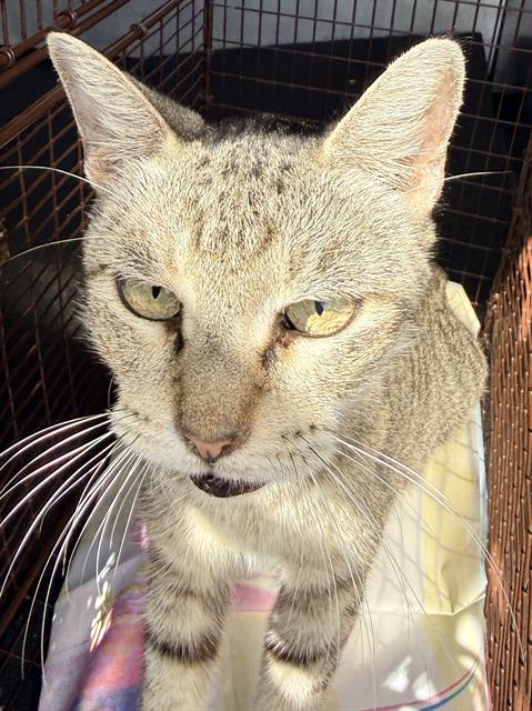 Photo of Cat