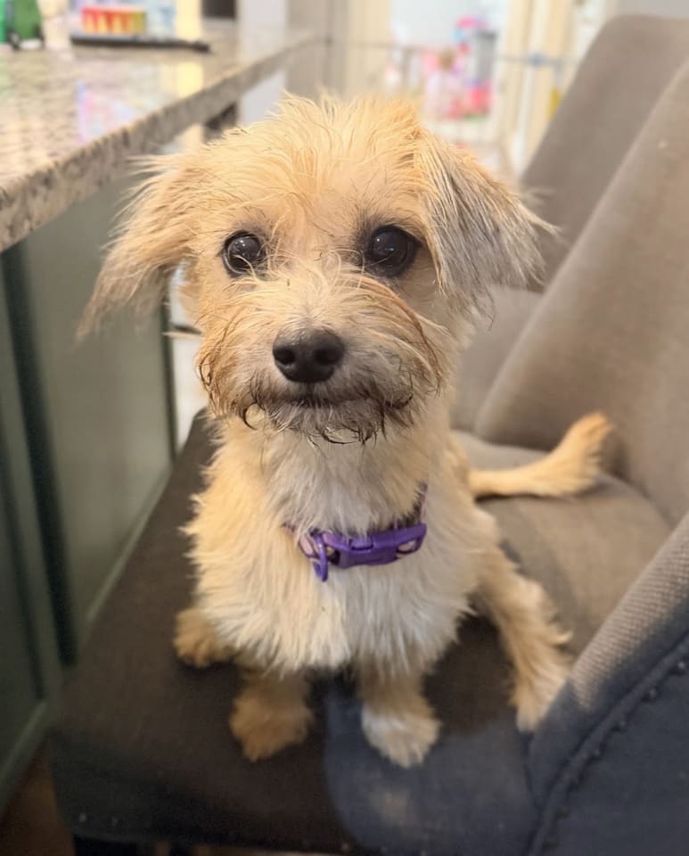Photo of Penny