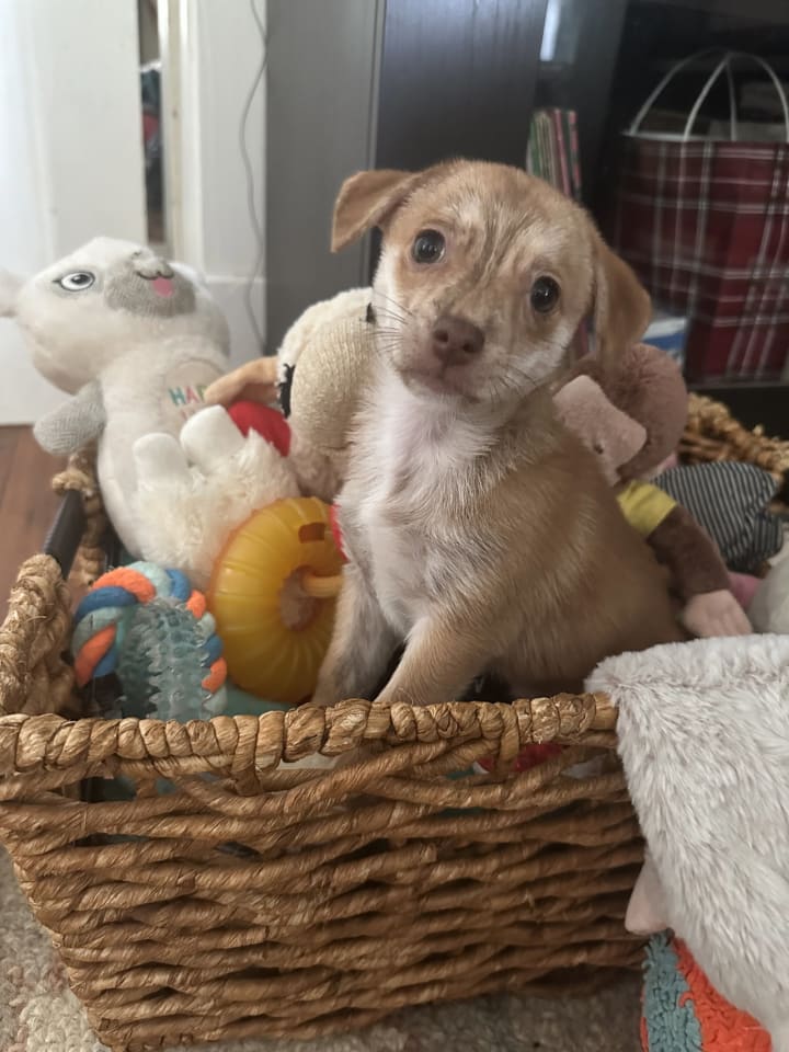 Photo of Hobbes