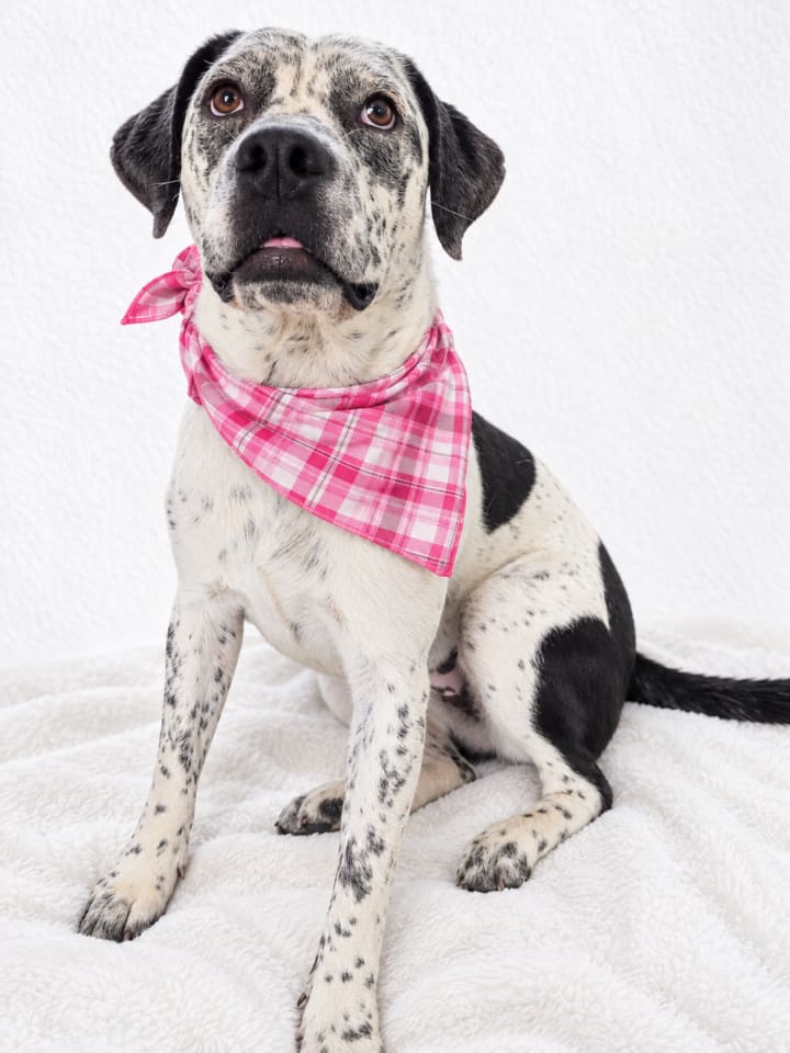 Photo of Patches