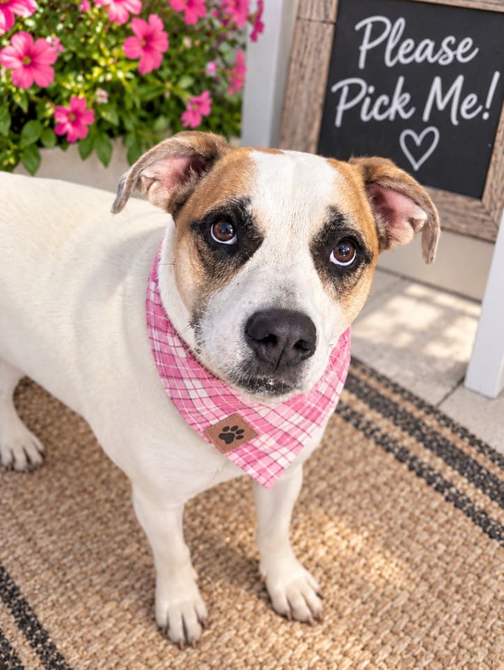 Photo of Gypsy
