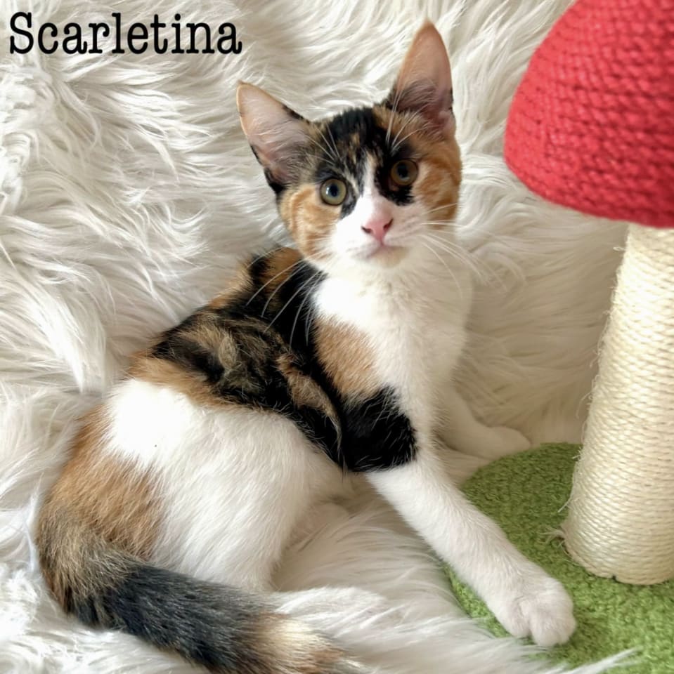 Photo of Scarletina