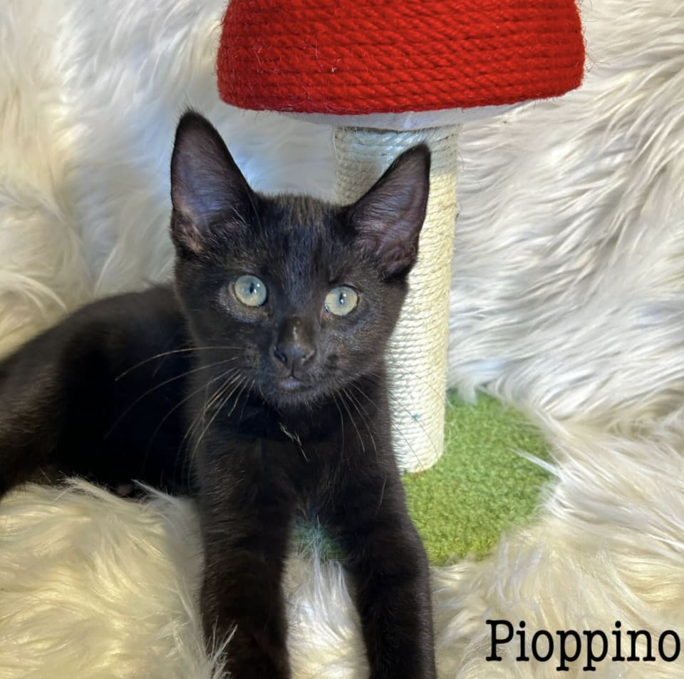 Photo of Pioppino