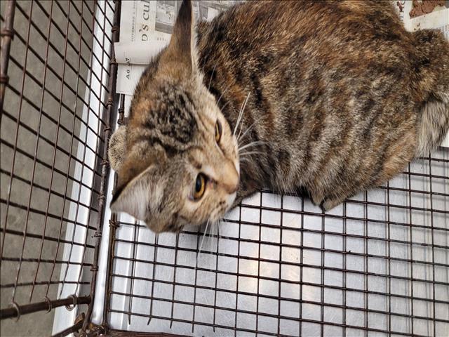 Photo of Cat