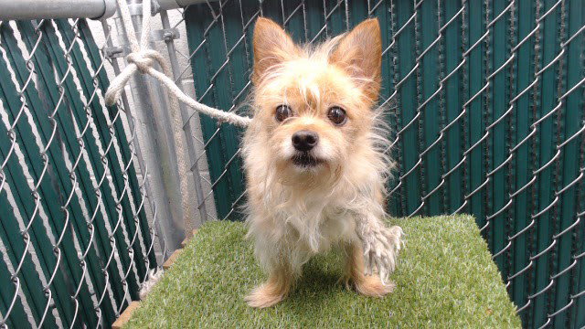 Photo of SCRAPPY