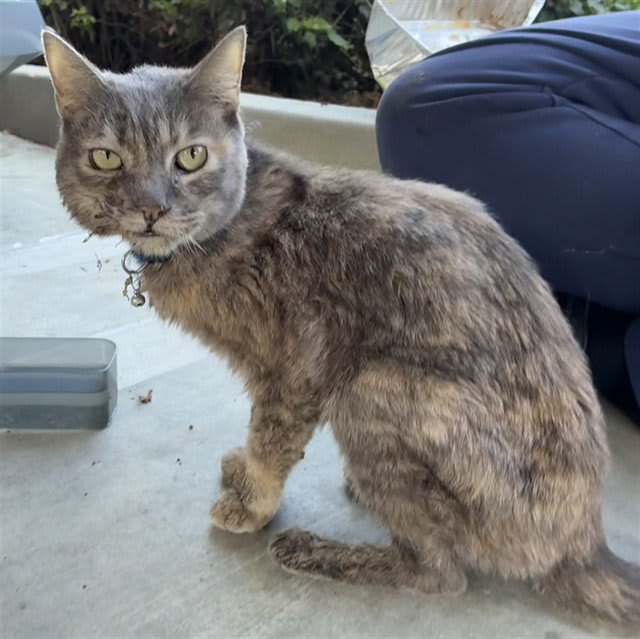 Photo of Cat