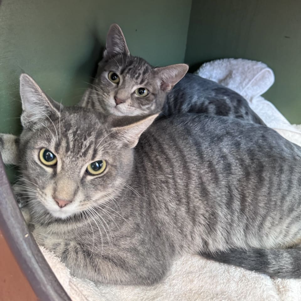 Photo of Frito & Dorito