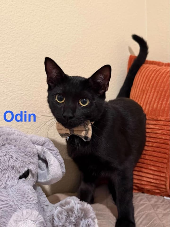 Photo of Odin