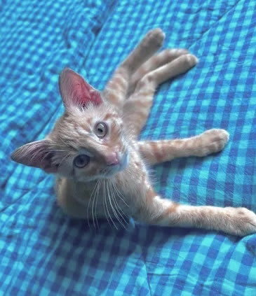 Photo of Cheddar