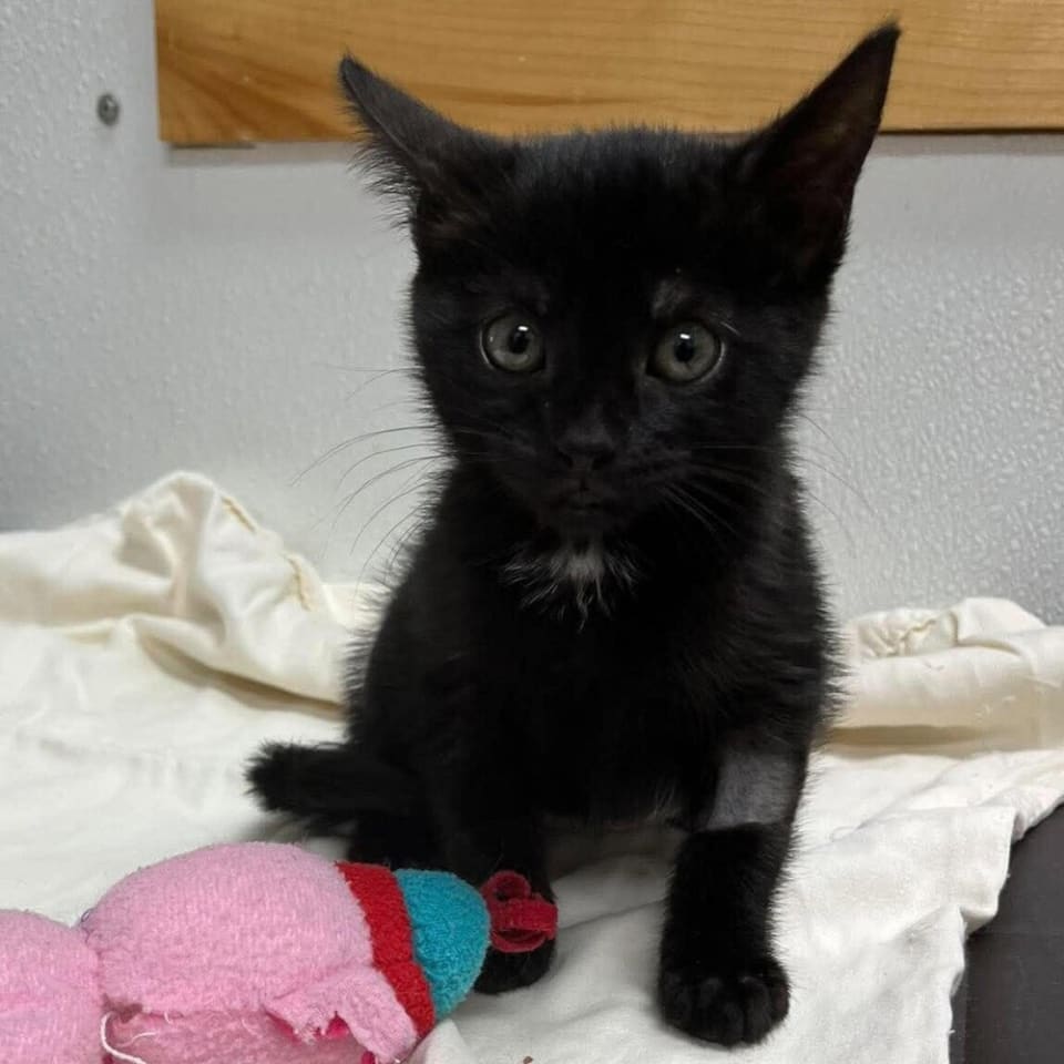 Photo of Rummy
