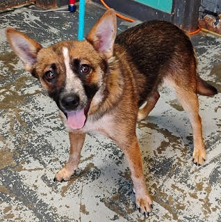 Photo of Rogue *Help! I need a foster home by Oct 1!