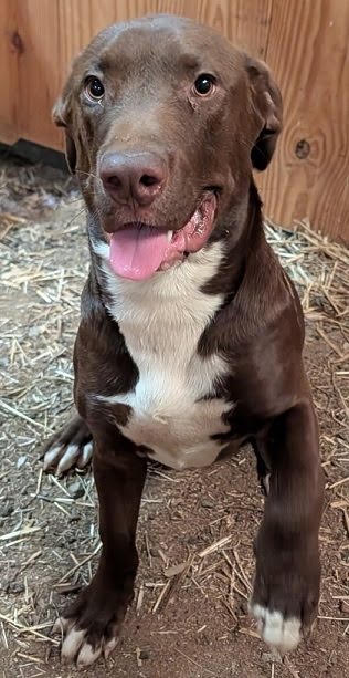 Photo of Winston *Help! I need a foster home by Oct 1!