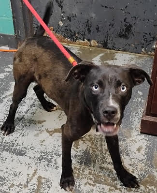Photo of Tiny *Help! I need a foster home by Oct 1!
