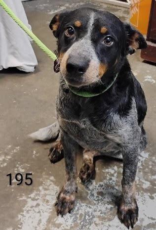 Photo of Mandy *Help! I need a foster home by Oct 1!